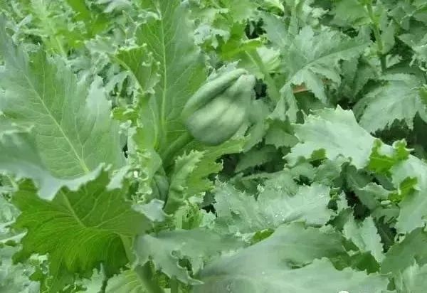 說(shuō)明: 圖片