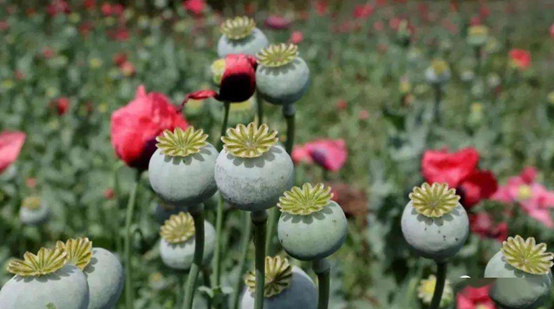 說(shuō)明: https://mmbiz.qpic.cn/mmbiz_png/HMf4BY6LnHeZGhLkVia2dHjrmNtKpK5JXs2oqaDVSPFAe9icOkpdQibb2G17DcbXU9zlwXyTfcqsIciaq8nMnIIIJw/640?wx_fmt=png&wxfrom=5&wx_lazy=1&wx_co=1