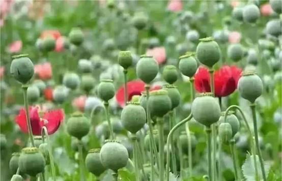 說(shuō)明: https://mmbiz.qpic.cn/mmbiz_jpg/HMf4BY6LnHeZGhLkVia2dHjrmNtKpK5JXsUrBOUfMNOaU0zfWXHgRyqAWphuv7uYxWlKibTbjJE5P3uptBBlIibmw/640?wx_fmt=jpeg&wxfrom=5&wx_lazy=1&wx_co=1