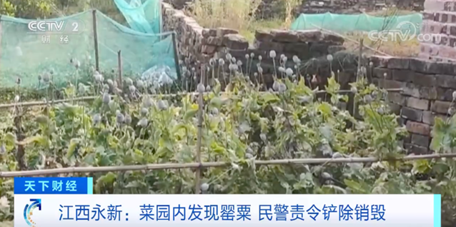 說(shuō)明: 圖片