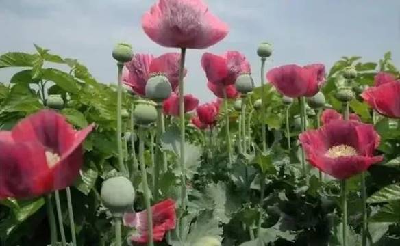 說(shuō)明: 圖片