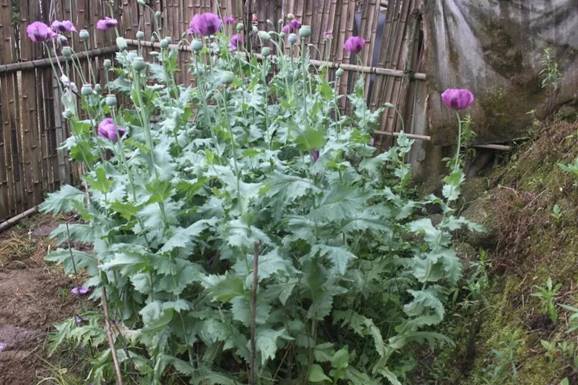 說(shuō)明: 圖片